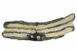 Mammoth Molar Slice With Case - South Carolina #106554-1